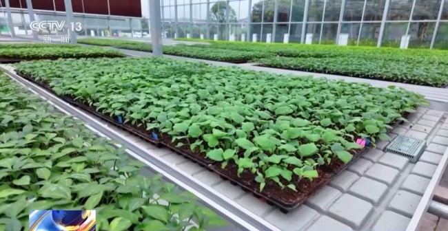 机器播种 “智慧春耕”正在进行中