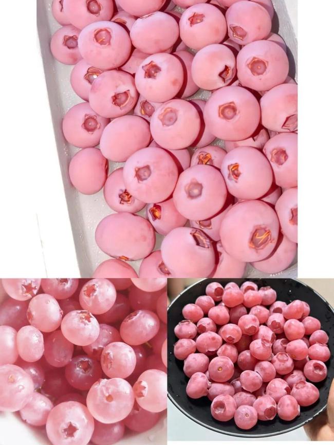 未来可能吃到粉色黄色红色蓝莓 颜色多样新品种研发中