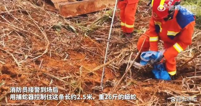 村民在草丛发现蟒蛇消防捕获 专业队伍迅速响应