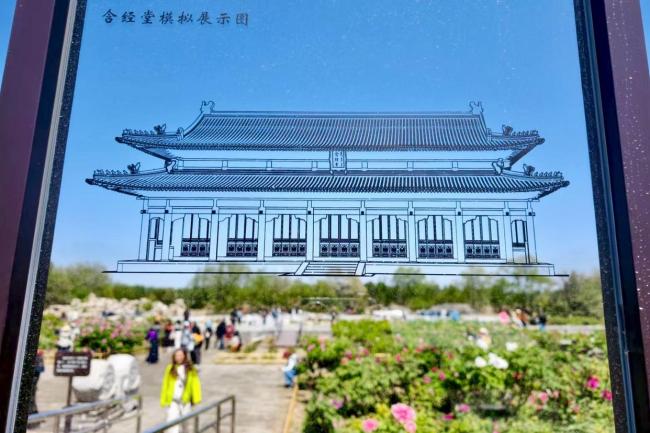 谷雨赏牡丹！圆明园牡丹最多种植区今年有了新变化 含经堂遗址焕新颜