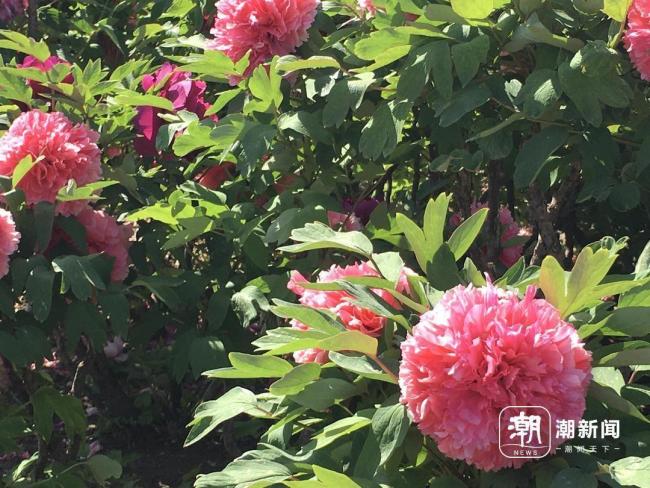 谷雨赏牡丹，圆明园推出两条特色赏花路线 国色芳华尽绽放