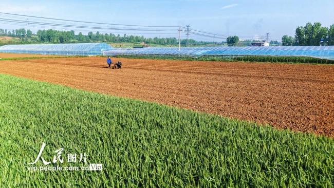 河南南阳：谷雨春耕图
