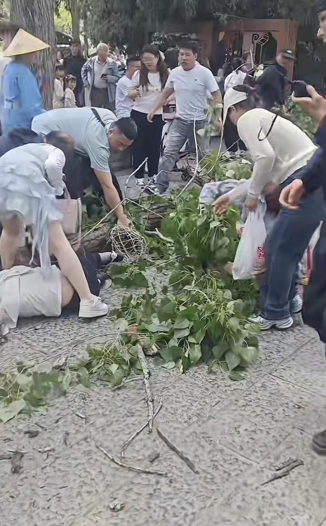 万岁山树干断落砸伤3名游客 景区安全隐患引关注
