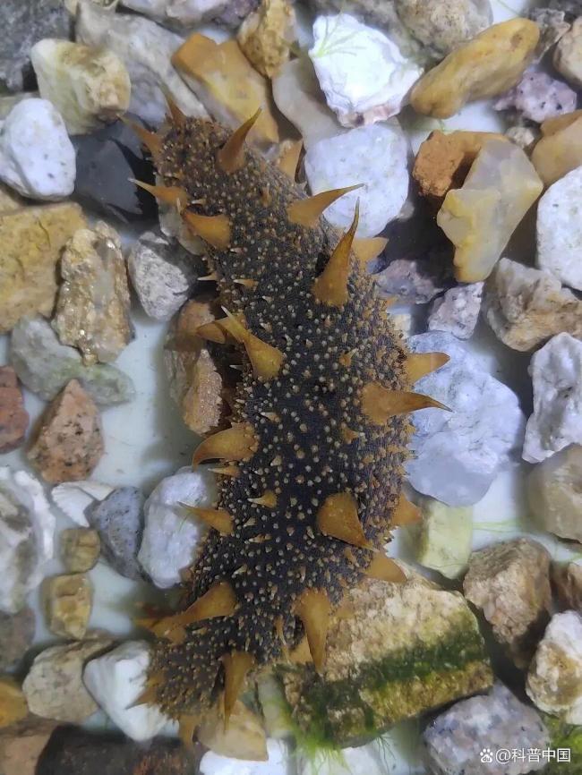 关于海参的这些真相你知道吗 体色背后的秘密