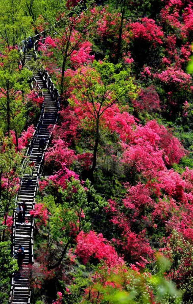 汝阳西泰山杜鹃花海霸屏指南 赏花季盛大开幕