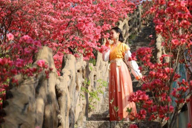 汝阳西泰山杜鹃花海霸屏指南 赏花季盛大开幕