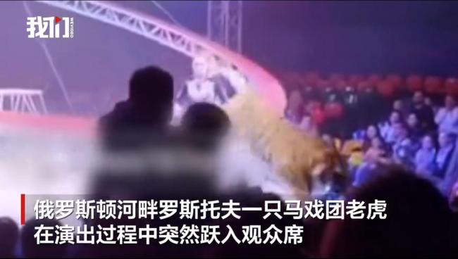 俄罗斯一马戏团老虎跃过围栏冲进观众席 安全网坍塌惊魂一刻