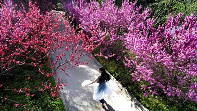 汝阳西泰山杜鹃花海霸屏指南 赏花季盛大开幕