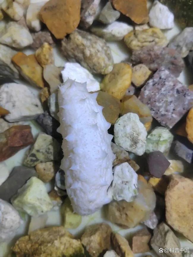 关于海参的这些真相你知道吗 体色背后的秘密