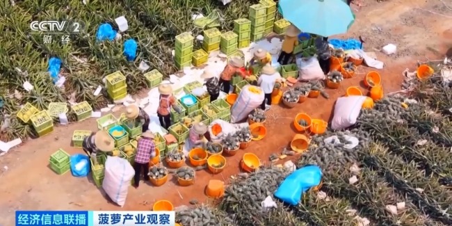 “菠蘿的海”豐收了 全國三分之一的菠蘿來自這里