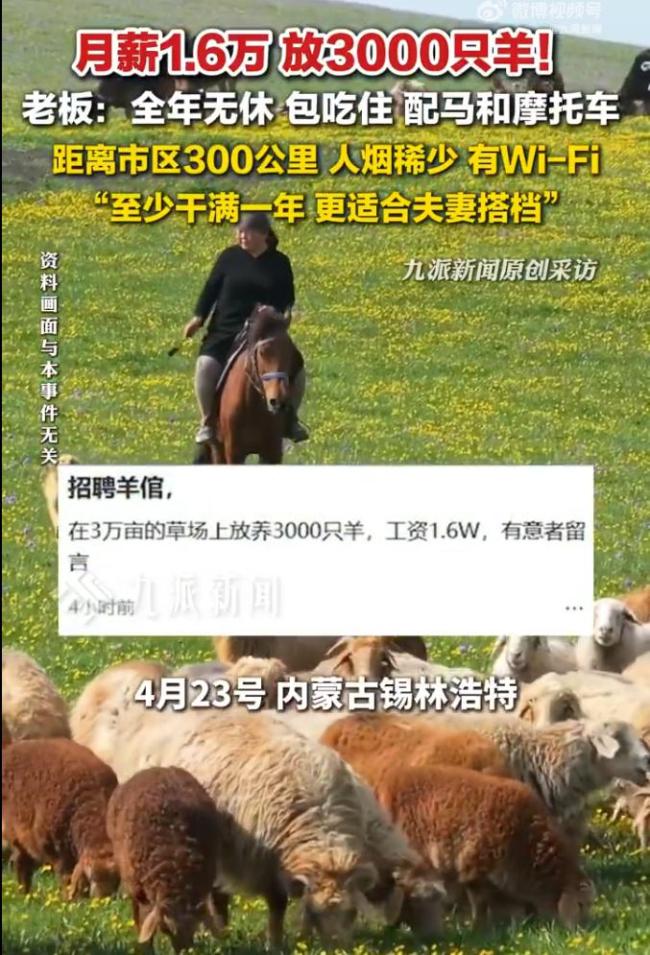 牧场月薪1万6招人放3千只羊 全年无休