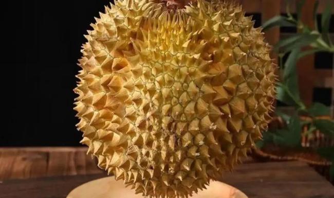 榴莲为什么要进化成又臭又难剥的样子？