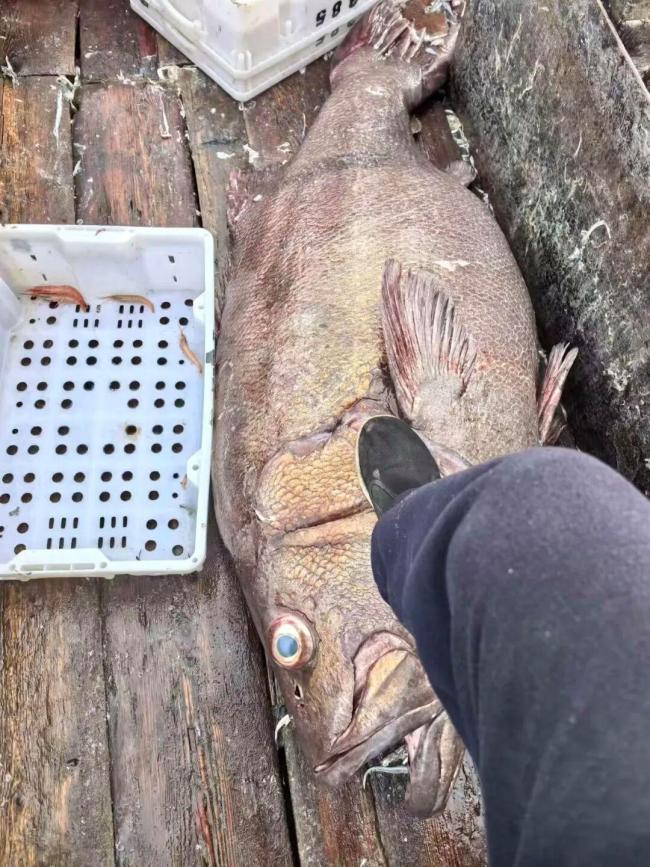 宁波渔民东海捕获巨型龙趸 罕见大鱼引围观