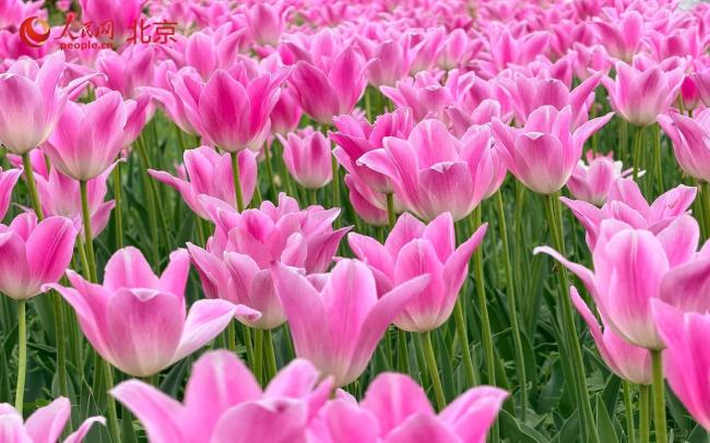 气温回升春意浓 北京迎来踏青赏花好时节