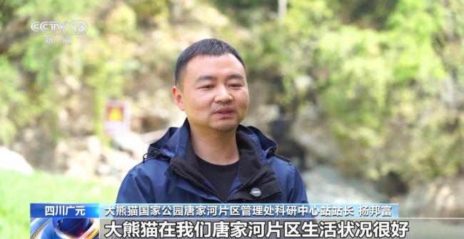 巡护队连续两天遇见三只野生大熊猫 罕见景象展现生态保护成果