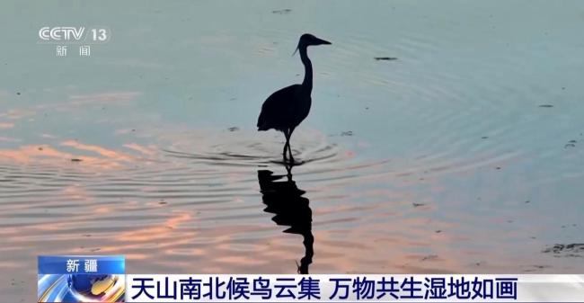 天山南北候鳥云集 新疆修復(fù)濕地留萬鳥繁殖棲息