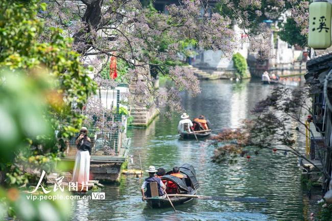 浙江绍兴：苦楝花开引客来 千年古城添诗意