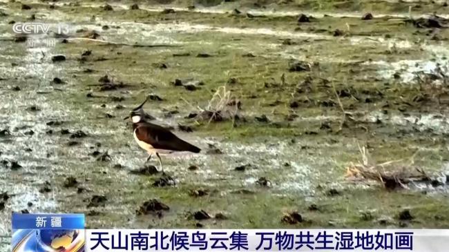 天山南北候鳥云集 新疆修復(fù)濕地留萬鳥繁殖棲息