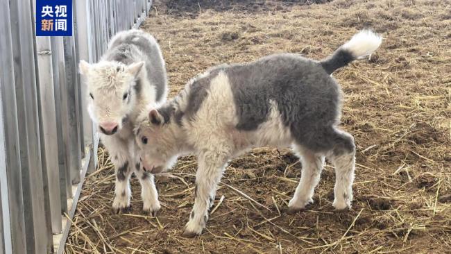 我国首次实现批量克隆10头牦牛