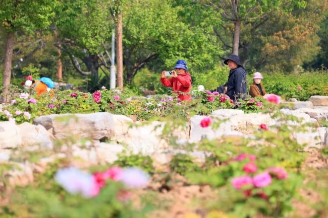 在南海子公园赴一场牡丹之约 国色天香春日盛宴