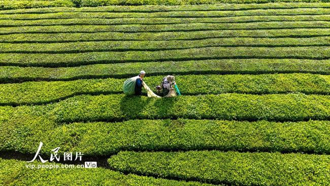 湖北英山：机采春茶