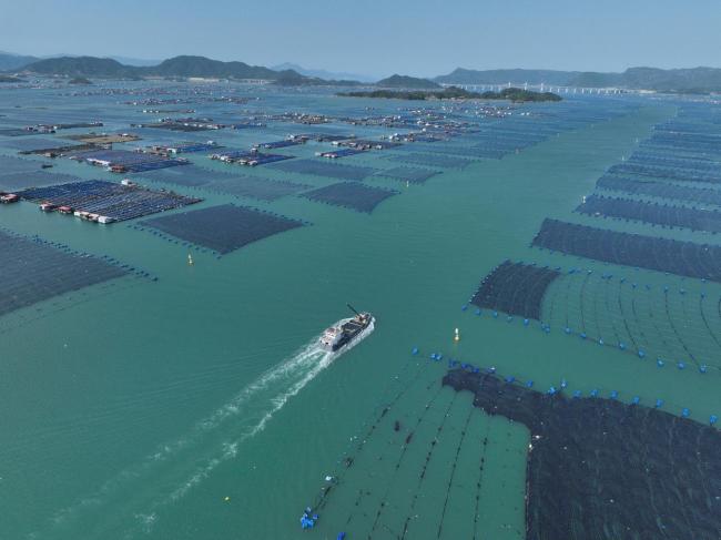 “海上粮仓” ——福建宁德大黄鱼鱼苗陆续投放