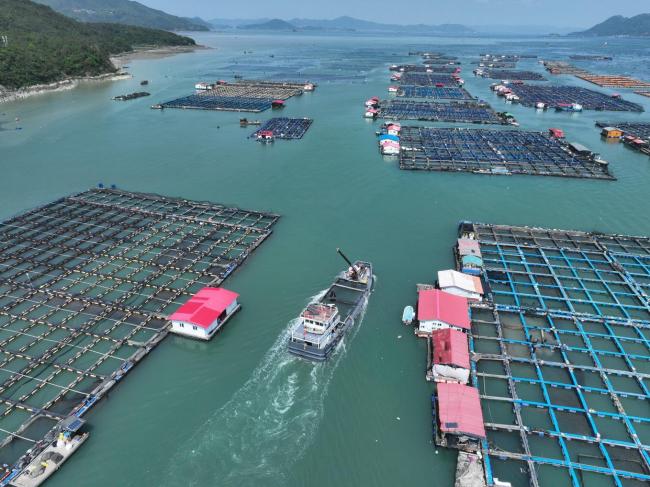 “海上粮仓” ——福建宁德大黄鱼鱼苗陆续投放