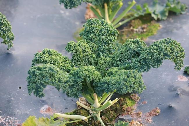羽衣甘蓝涨价比黄金还快! 从绿化带到“蔬菜顶流”