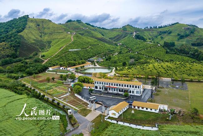 安徽蕪湖：茶園美如畫