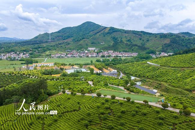 安徽蕪湖：茶園美如畫
