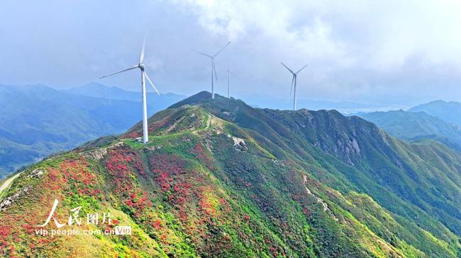 湖南常寧：杜鵑盛開 “風”景如畫