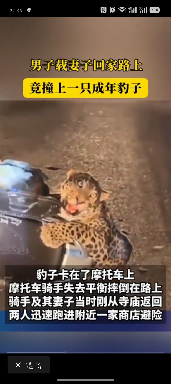印度男子载妻子回家路上撞上只豹子！