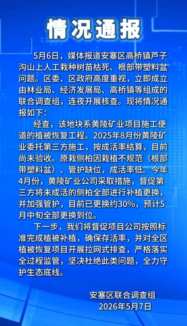 陕西延安通报一山上大批树苗枯死