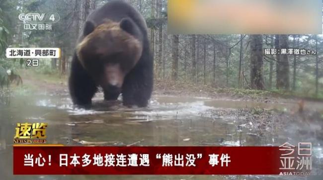 日本多地接连遭遇“熊出没” 巨熊频现引关注