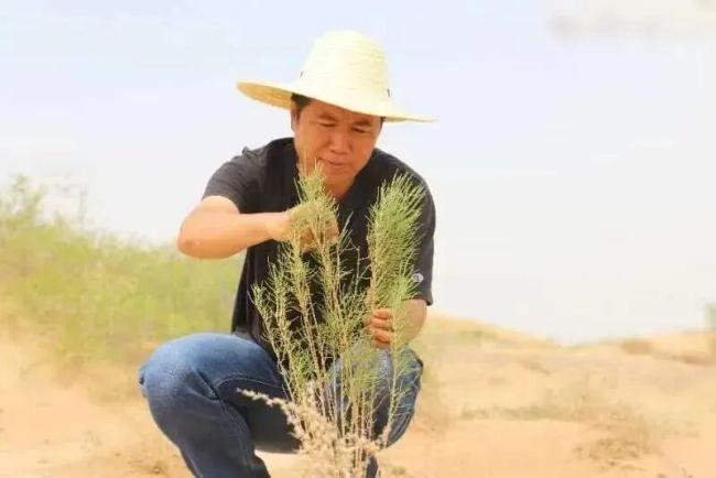 “请到民勤种棵树”缘何吸引人 数万青年热血奔赴