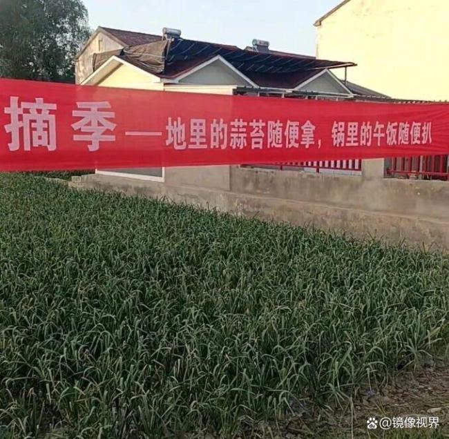 男子求免费蒜薹河南网友邮寄