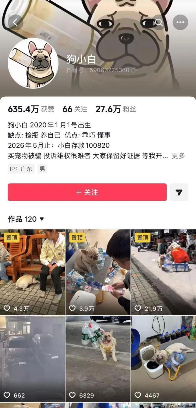 广州50万粉丝网红小狗疑被毒狗团伙盯上 粉丝提醒主人防备