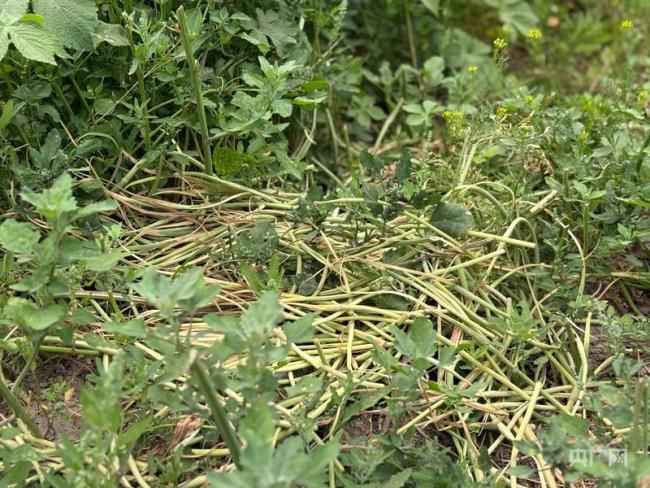 河南蒜薹滞销烂成山？记者实探 价格跌落真相揭秘