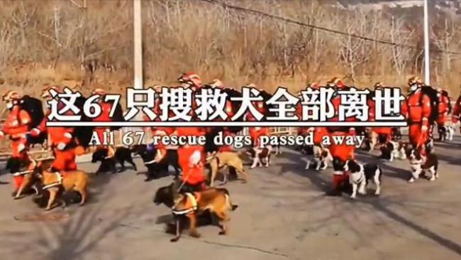 汶川地震67只搜救犬都已离世，致敬这些无言的小英雄！