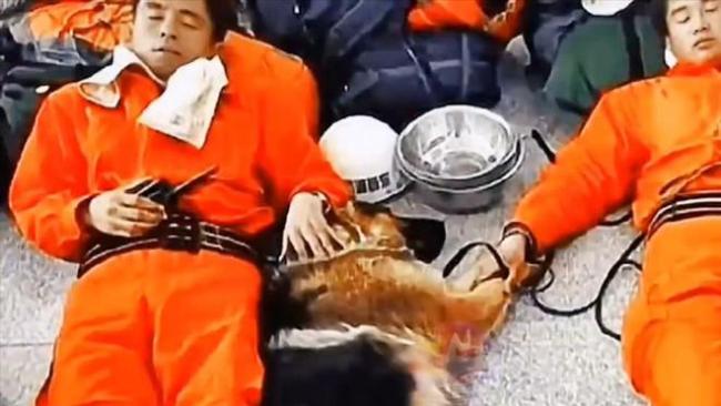 汶川地震67只搜救犬都已离世，致敬这些无言的小英雄！