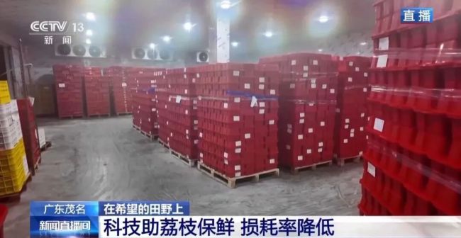 广东荔枝开启“认养”模式 定制服务促增收