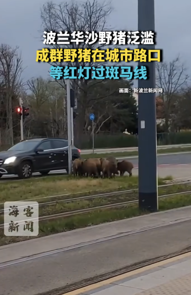 波兰野猪路口等红灯 机器人“爱德华”赶猪成网红