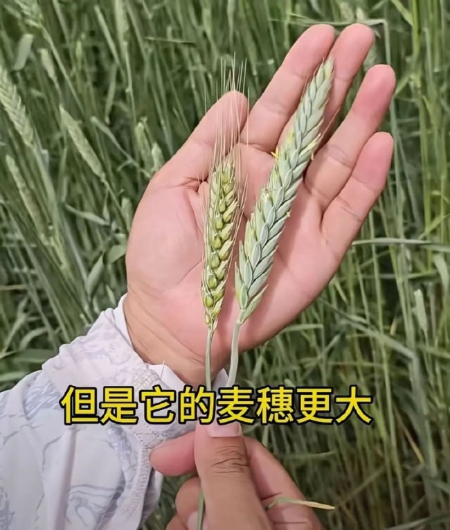 让袁隆平挠头的博士带来好消息 沙漠盐碱地丰收有望