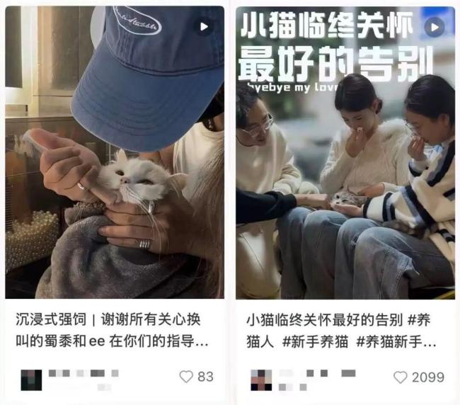 独居青年每月花5000元给猫续命 一场晚年生活的提前彩排