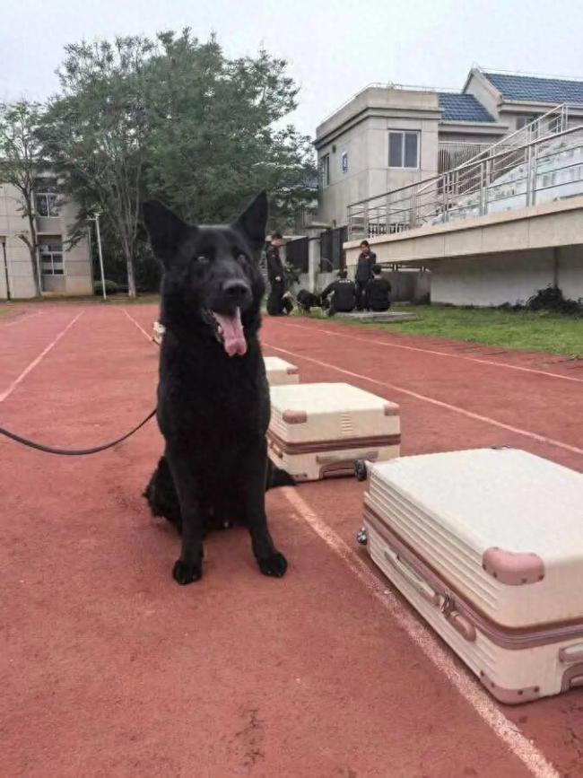 武汉40只退役警犬寻找领养家庭
