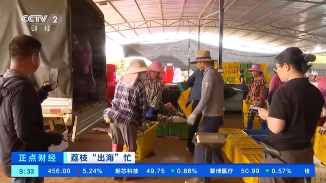 海南自貿港多項便利舉措助力荔枝加速“出海”