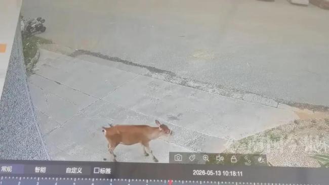 小黄牛向消防站哞哞叫求帮助