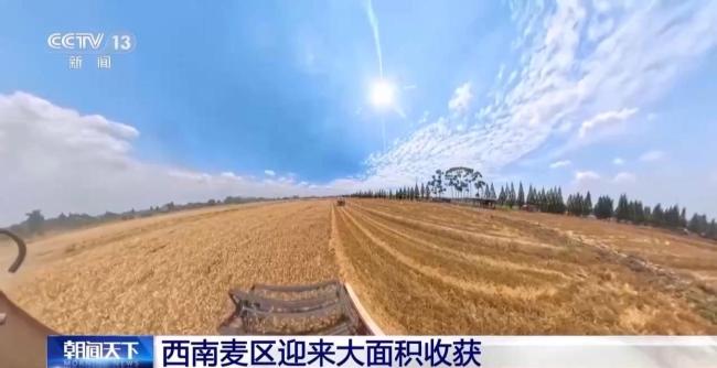 西南麦区迎来大面积收获 增产趋势明显