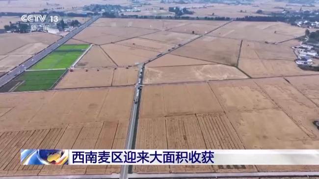 西南麦区迎来大面积收获