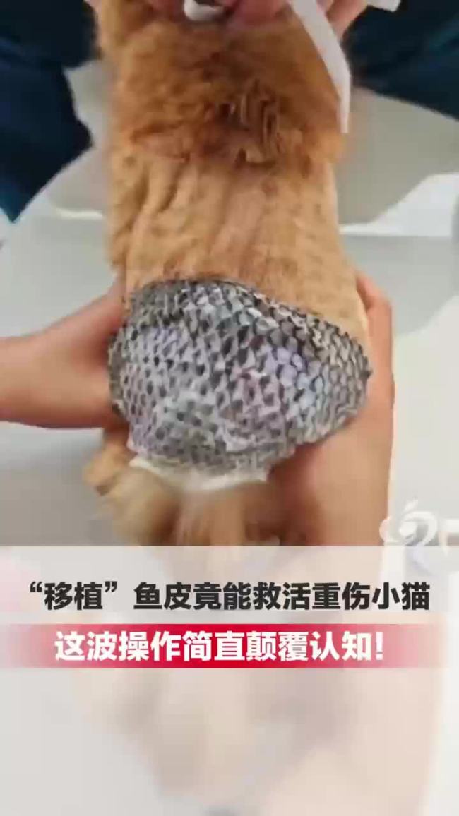 给重伤猫移植鱼皮能救命?兽医揭秘